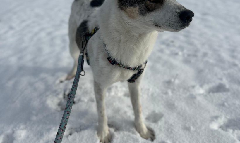 Quain, geb. 26.05.2022