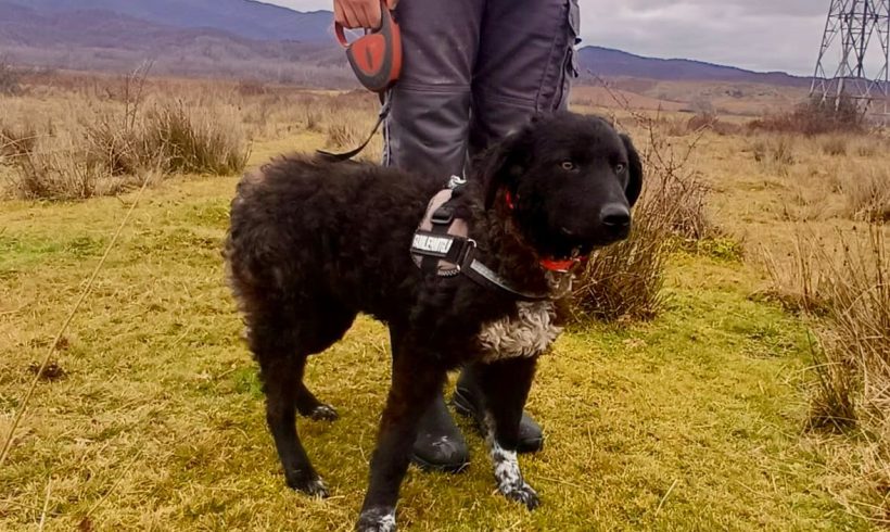 Arkano,Amigo,Aresto,Arnika