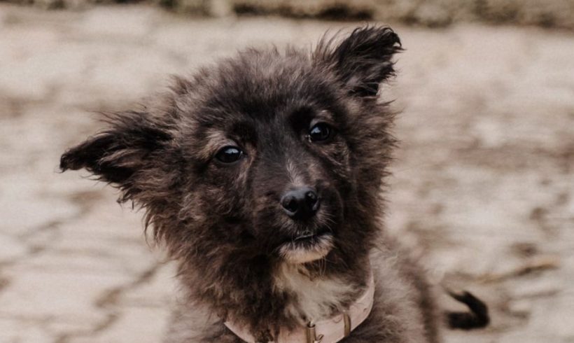 Oreo,Ofelia,Olina,Oana,Olivya