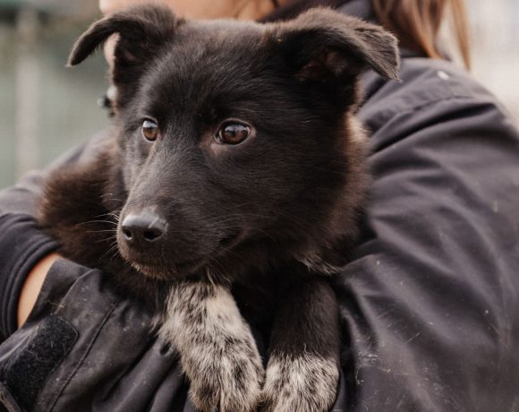 Oreo,Ofelia,Olina,Oana,Onja,Olivya Oreo,Ofelia,Olina,Oana,Onja,Olivya