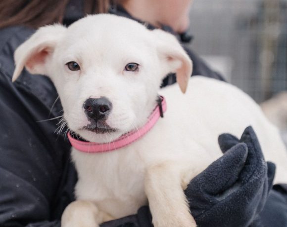 Ben,Querida,Quinta Ben,Querida,Quinta