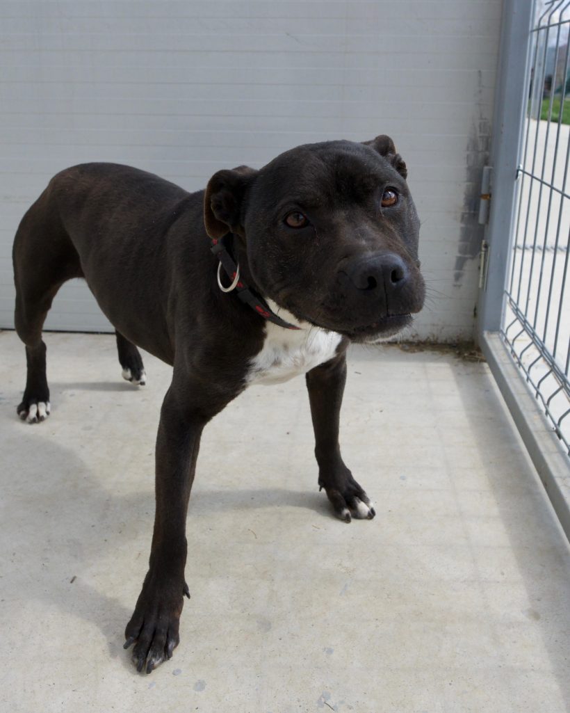 Abby, geb. 05.06.2015