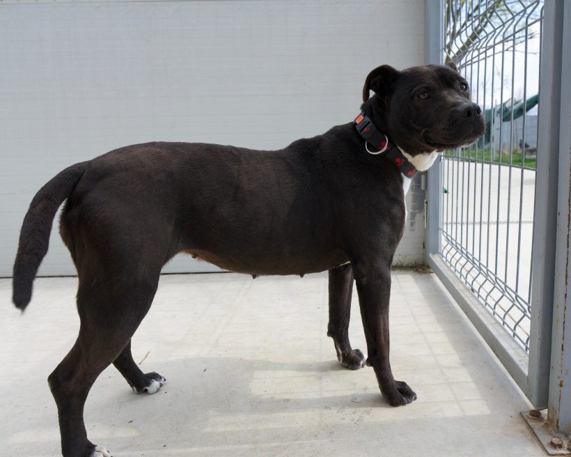 Abby, geb. 05.06.2015