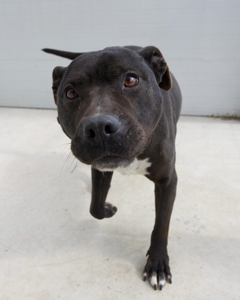 Abby, geb. 05.06.2015