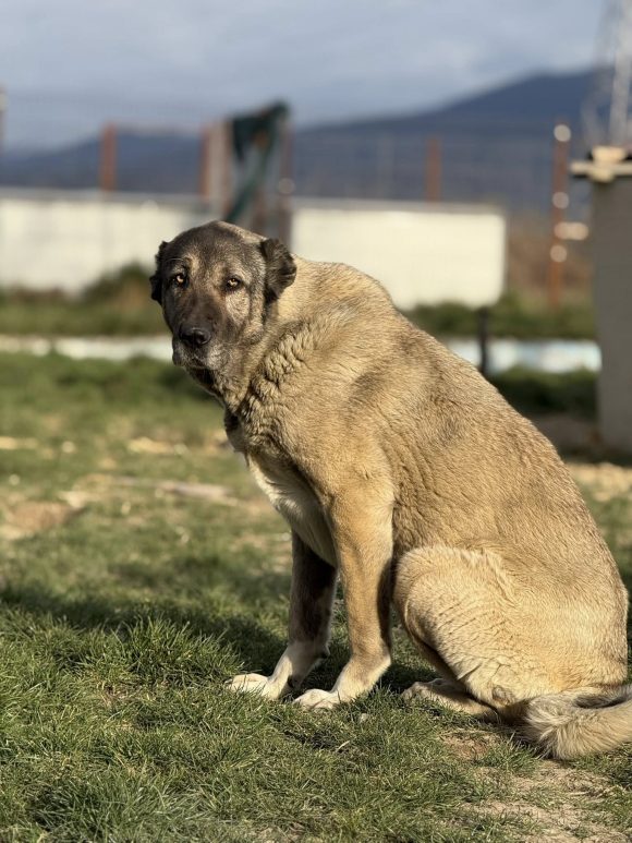 Sheela, geb. 02.02.2020
