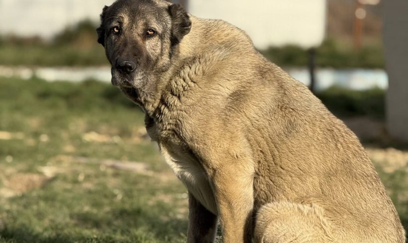 Sheela, geb. 02.02.2020