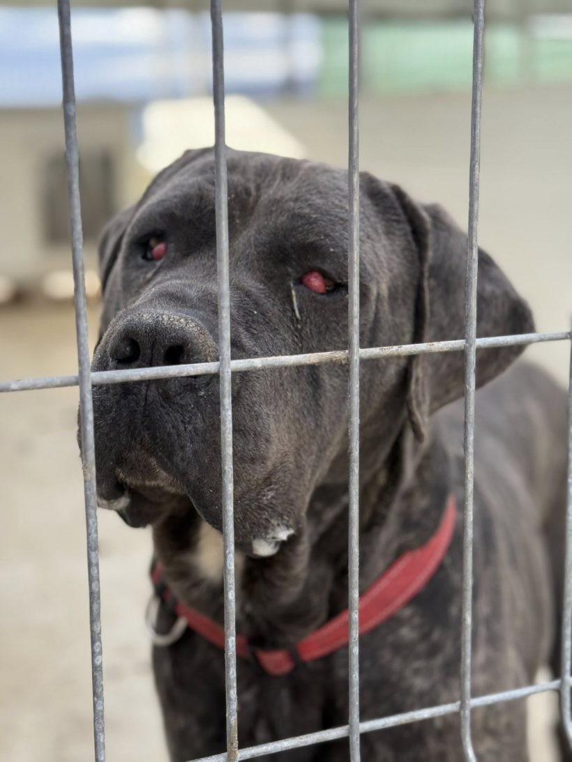 Brutus, geb. 12.09.2012