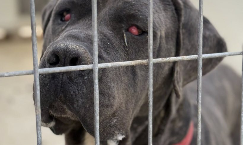 Brutus, geb. 12.09.2012