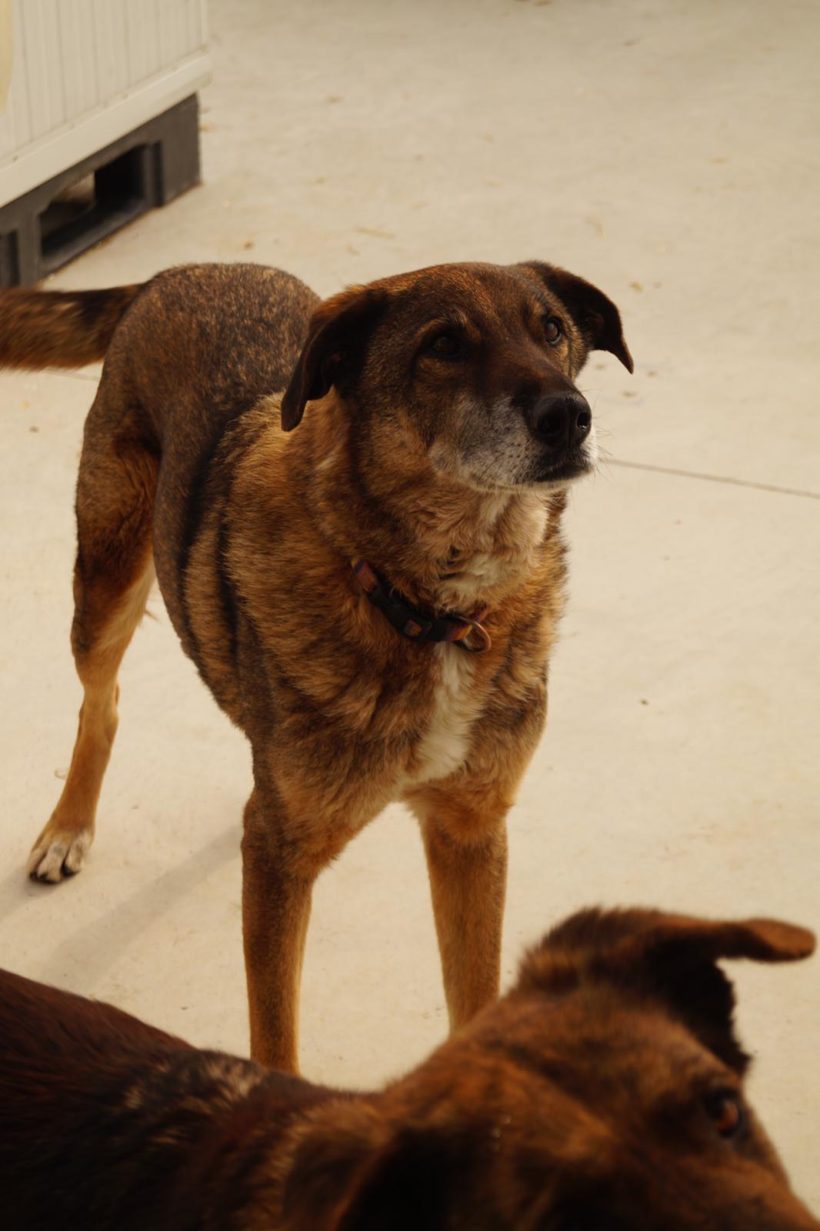 Aramis, geb. 01.01.2012