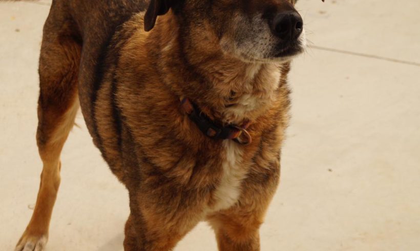 Aramis, geb. 01.01.2012