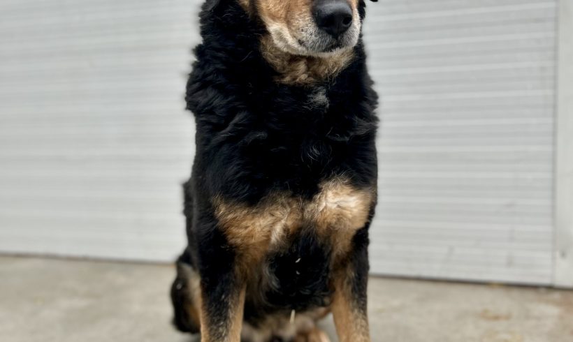 Baiatu, geb. 08.10.2012