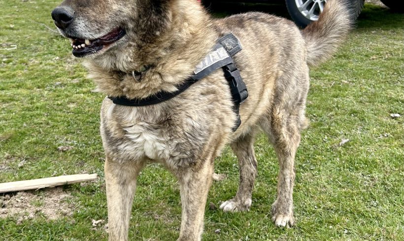 Spiko, geb. 11.09.2015