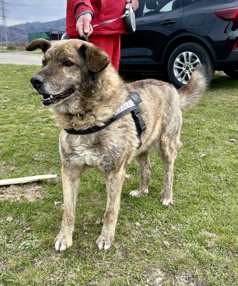 Spiko, geb. 11.09.2015