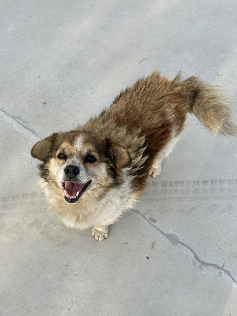 Agrolo, geb. 01.01.2012