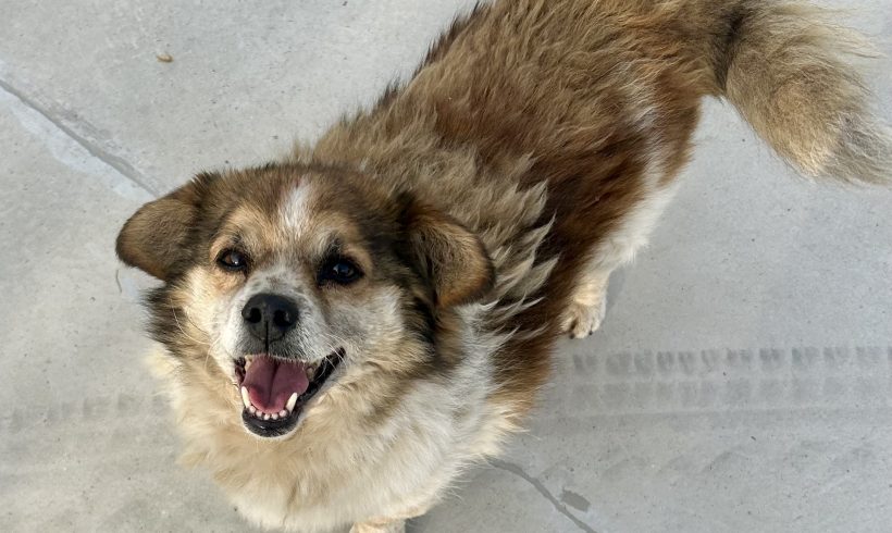 Agrolo, geb. 01.01.2012