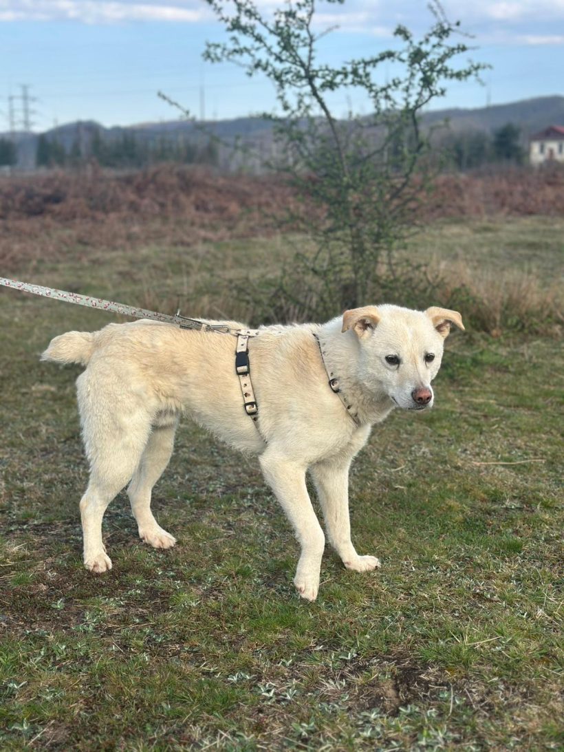 Lino, geb. 11.10.2021