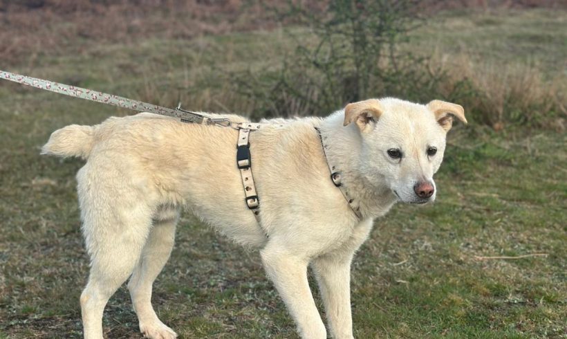 Lino, geb. 11.10.2021