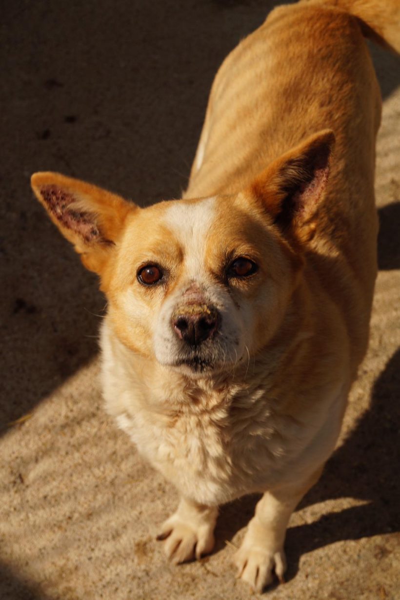 Foxy, geb. 04.09.2011