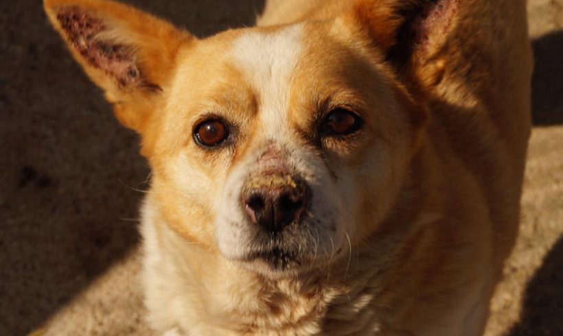 Foxy, geb. 04.09.2011