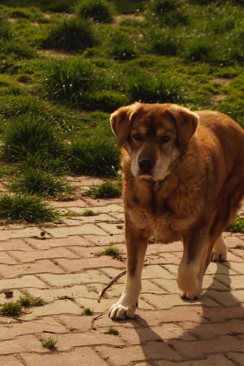 Edy, geb. 15.03.2015