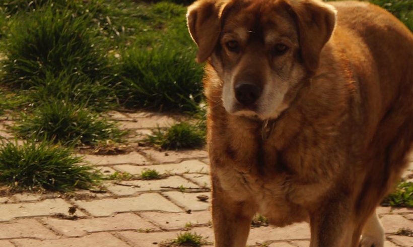 Edy, geb. 15.03.2015