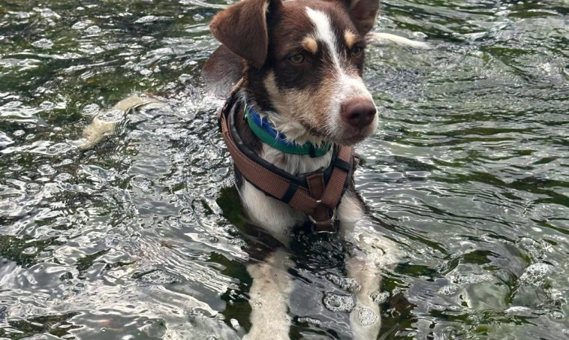 Rocko