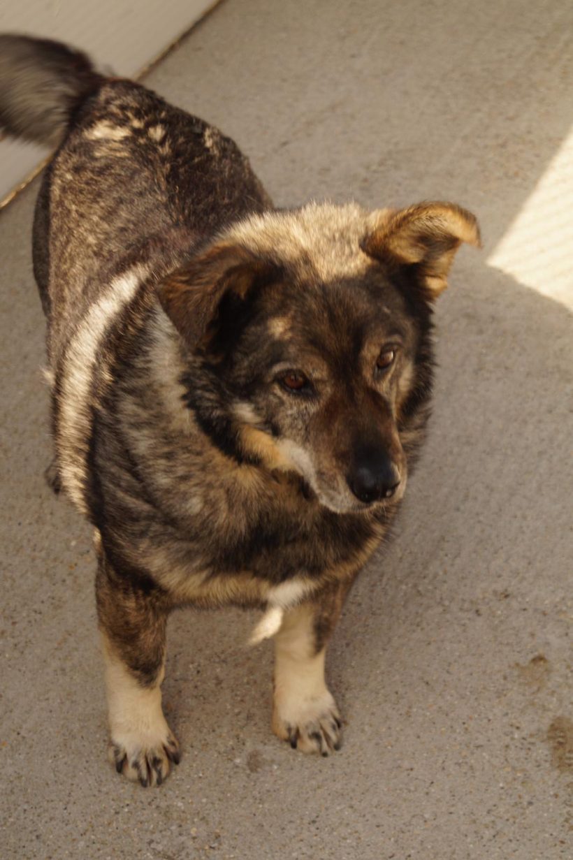 Papa Joe, geb. 22.03.2010