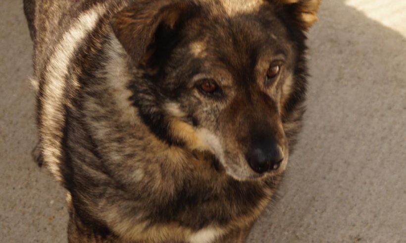 Papa Joe, geb. 22.03.2010