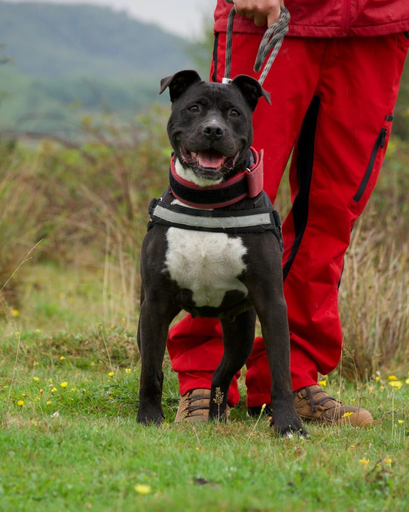 Abby, geb. 05.06.2015