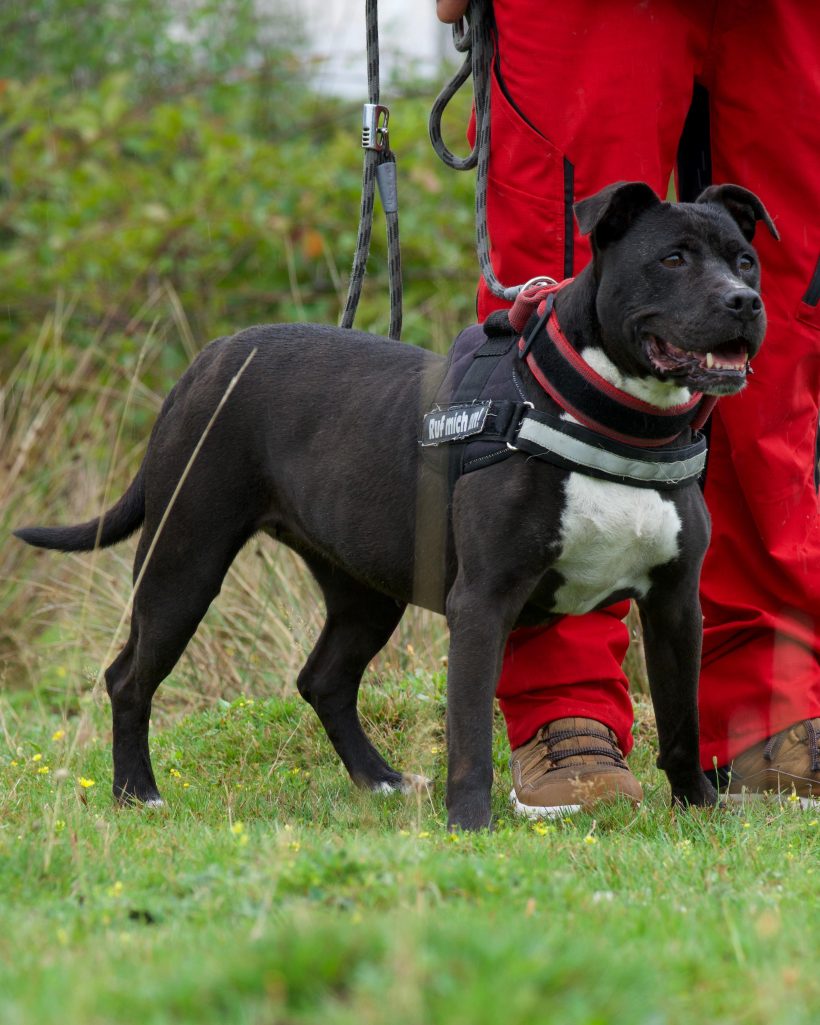 Abby, geb. 05.06.2015