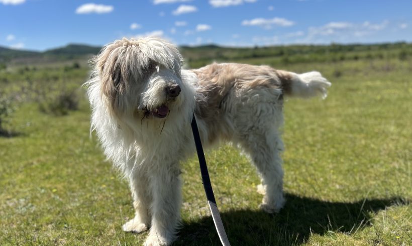 Max