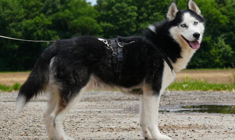 Loki