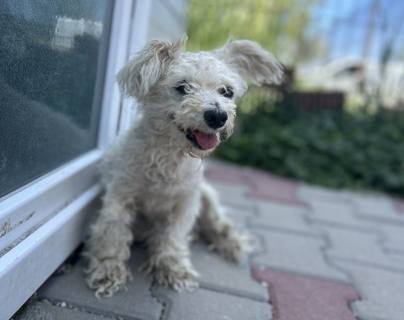 Sacha