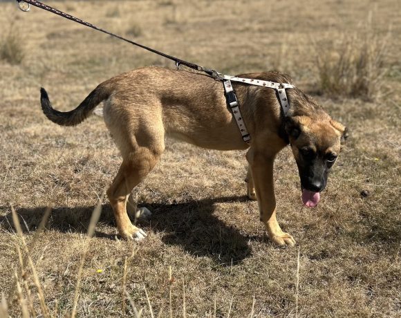 Zola Zola
