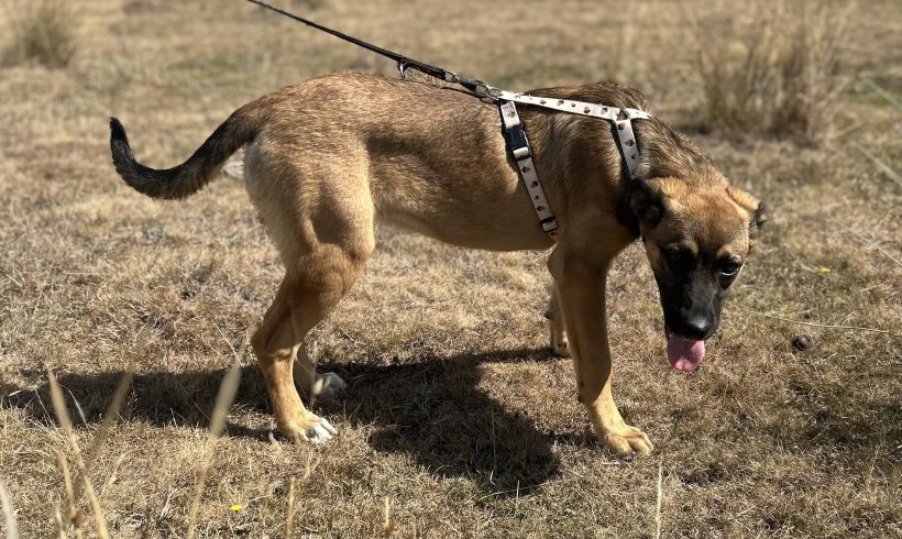 Zola