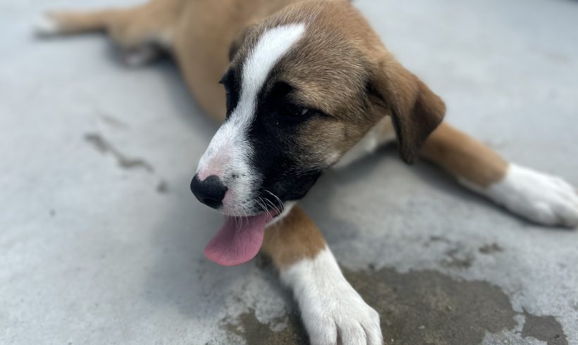 Zuma