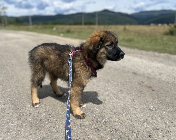 Zeus