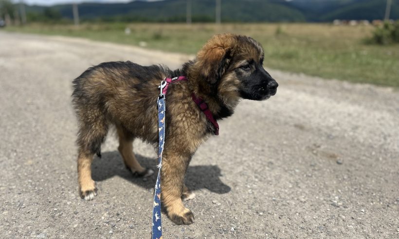 Zeus