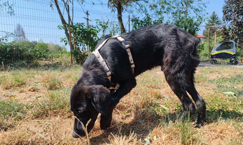 Balu