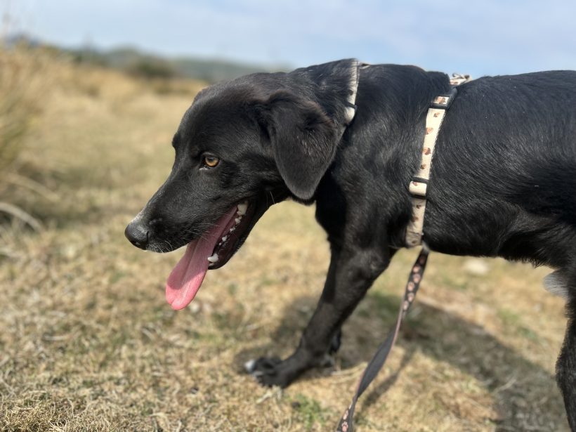Balu Balu