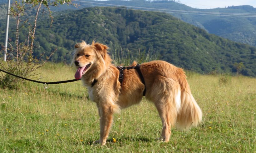Mircea